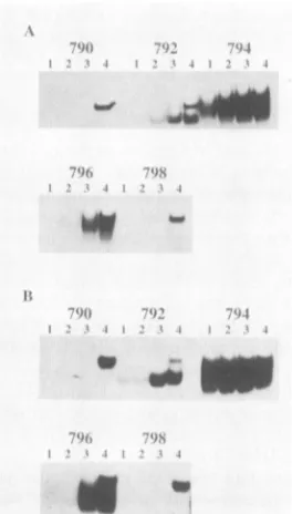 FIG. 7.wereOnly790,indicate Probes for sequences in Akv U3 with partial homology to NF-I-binding sites