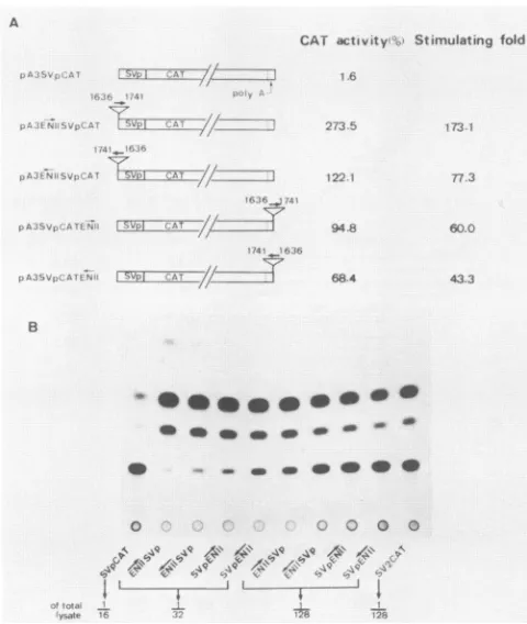 TABLE 1. Differentiated hepatoma cell specificity of enhancer II