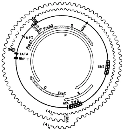 FIG. 6.onwhich(12).aquenceconsensusshownfunctioncontrolHNF-1,insidesecondproteinsnentSV40showsEnhancer1755-1764), component Map of the putative transcriptional regulatory elements the HBV genome