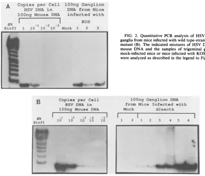 FIG. 2.ganglia Quantitative PCR analysis of HSV DNA in trigeminal from mice infected with wild type-strain KOS (A) and tk-