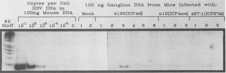 FIG. 4.Theinfected Quantitative PCR analysis of HSV DNA in trigeminal ganglia from mice infected with immediate-early regulatory gene mutants