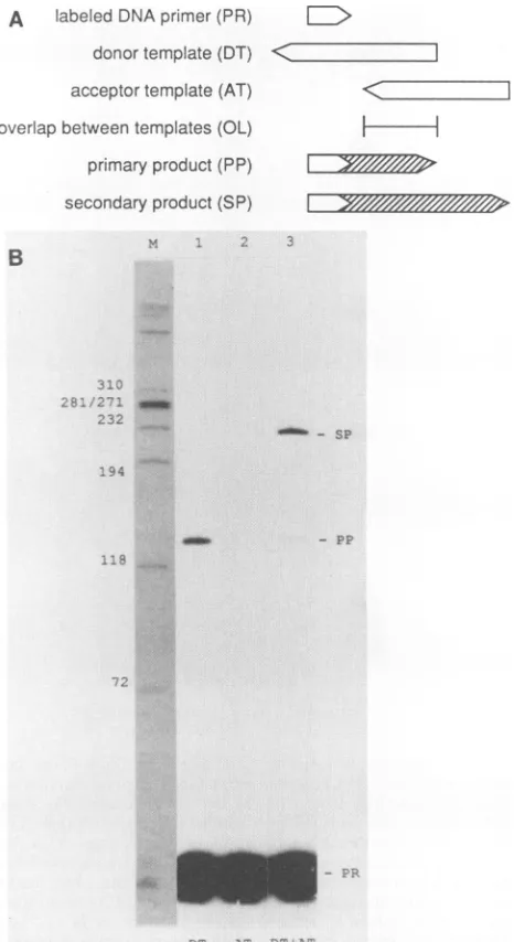 FIG.1.composedgationprimer,usinginitiatedtemplate.products.secondarytemplatedriedreversesynthesisseparatedseparatedM,(SP).radioanalyticreferredForthat Basic assay system