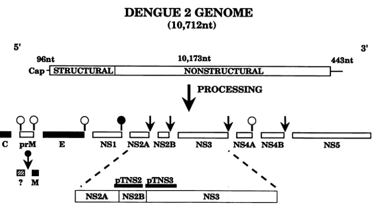 TABLE 1. trpE/dengue virus cDNA fusions