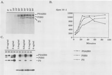 FIG._o@*analyzedatareinperP2A2B31 to the the 4. Processing of proteins during in vitro translation of construct pT10