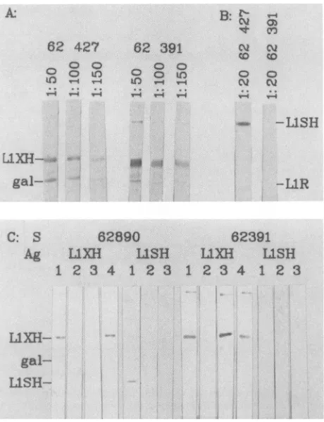 FIG. 4.theacleaved dilution Detectionof antibodiestothebacteriallyderived, LlXH of HPV-8 in different human sera (numbered lanes) at of 1:20