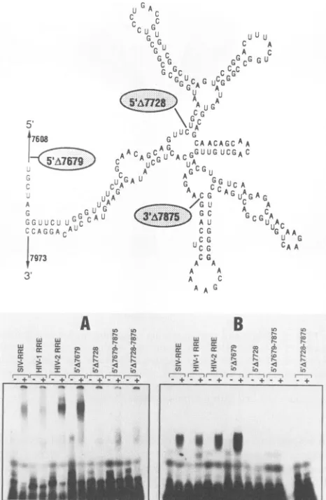 Fig. 6themutations and 7. The structures shown in Fig. 6, 7, and 8 indicate regions of the wild-type HIV-2 RRE affected by the and are not intended to represent the actual RNA