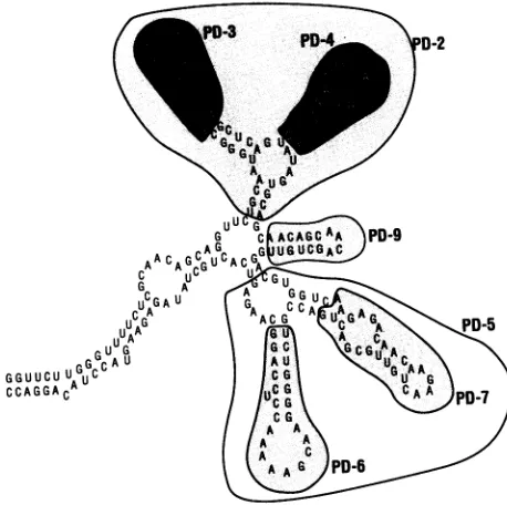 FIG. 5.tionswild-typeindicatedreferredcontains Schematic representation of hairpin loop deletion muta- in the HIV-2 RRE
