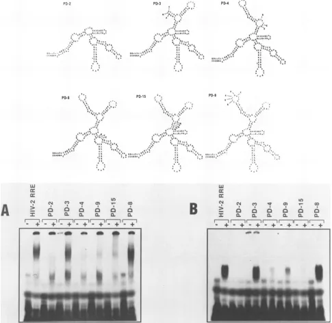 FIG. 6.shownstructuresschematically Mutational analysis of the first three hairpins of HIV-2 RRE and Rev-RRE complex formation