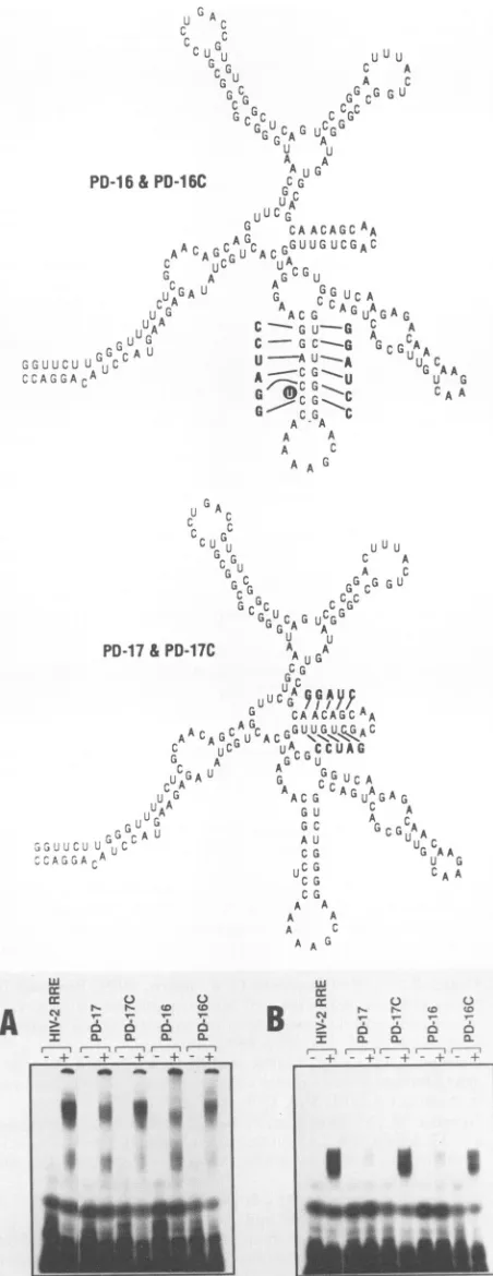 TABLE 1. Rev protein binding and functional activity of RREsa