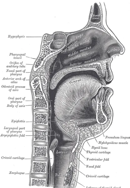 Figure 2.1: Human speech production. a