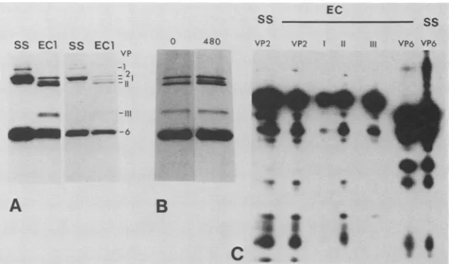 FIG.1.of(left)Limited SS (A) Polypeptide composition of SS rotavirus particles and EC1 as revealed by autoradiography of [35S]methionine-labeled particles and by Coomassie blue staining (right)