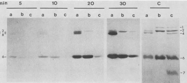 FIG. 3.analysisDS (A) Polypeptide composition of EC2 as revealed by autoradiography of [35S]methionine-labeled particles