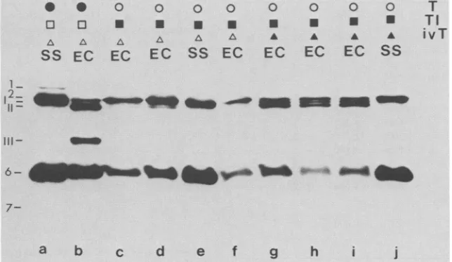 FIG. 5.pulse-labelingunderwent Labeled polypeptides detected in intracellular SS and DS particles and in empty capsids (EC1 plus EC2) after 30 min of with [35S]methionine, followed by 30, 60, or 90 min of chase with excess unlabeled methionine
