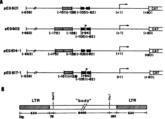 FIG.1.respectively)restrictionSymbols: Schematic representation of HIV-1 LTR and infectious DNA recombinants