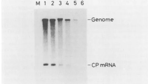 FIG. 2.thephoresedcDNARNAsW32),processedNorthernN-6253M).subgenomic N-series RNAs: detection of TMV-specific RNAs by hybridization