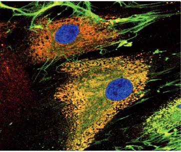 Figure 4. Basic biology of nerve in-growth: Cortical neurons  in fluorescence microscopy after staining with anti-Tau antibodies (green) and DAPI (blue nuclei)