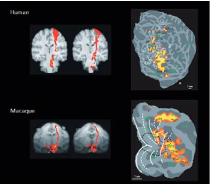 Figure 3: The upper and lower panels on the left of the figure illustrate the results of a recent study reported by Matthew Rushworth and colleagues that directly compared patterns of white-matter connectivity in the human and macaque brain using probabili