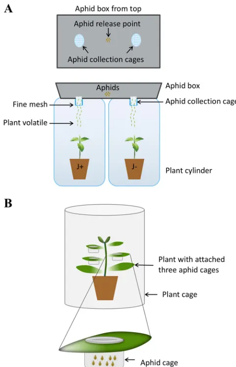 FIG 1 Experimental design for aphid preference and reproduction tests. (a) Schematic of experimentalset up for aphid pairwise preference for plant volatiles