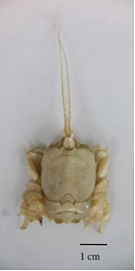 Figure 1: Cilacap, Java Island, Indonesia. Albunea symmysta specimens were collected from an intertidal sandy beach in  