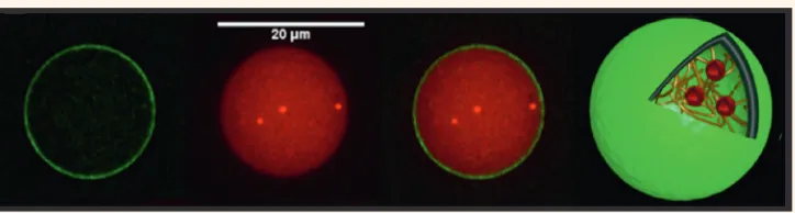 Figure 6. An example of compartmentalised polymersomes obtained from emulsion/centrifugation methods that mimic the cellular structure