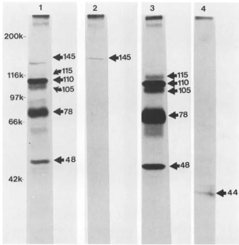 FIG. 2.rabbitindicate(lanelabeledmonoclonal SDS-PAGE in 9% polyacrylamide of [35S]methionine- proteins immunoprecipitated from AHV-1-infected cells by anti-AHV-1 antibody (lane 1) or monoclonal antibodies 14B6 2), 12B5 (lane 3), and 11C3 (lane 4)
