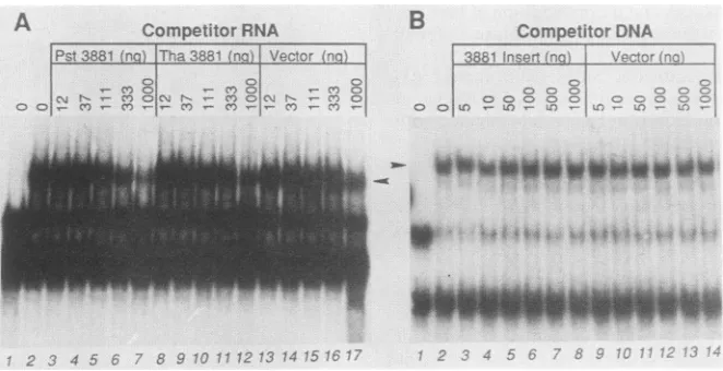 FIG. 3.competitor.presencewithoutspecific Autoradiographic images of complexes formed between A.5m fraction protein and pRB3881 T7 transcript probe RNA in the of various competitor RNAs and DNAs