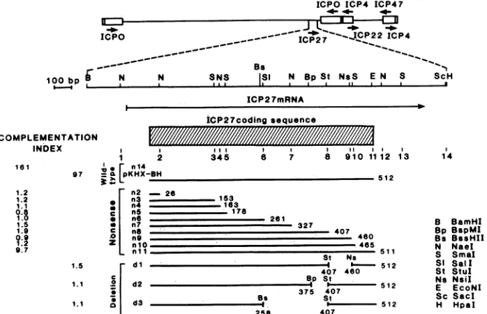 FIG.1.ThecomplementationdeletionlocationsplasmidthisthelocationsBelow Physical map of ICP27 nonsense (n) and deletion (d) mutations and complementation of 5dl 1.2 by ICP27 mutant plasmids