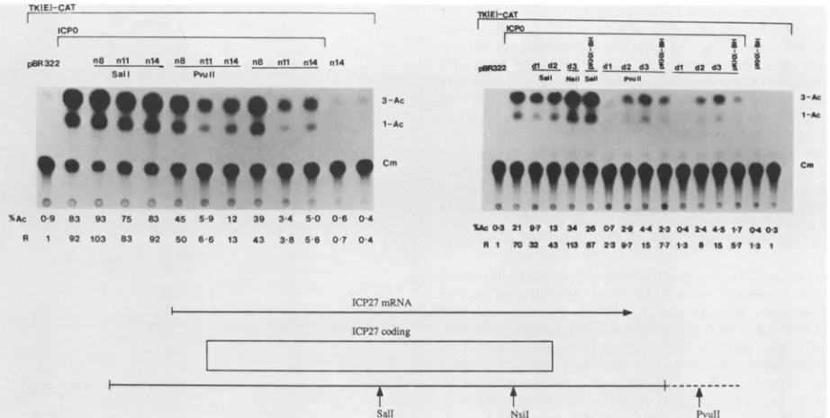 FIG. 5.theplasmidsare Locations of the ICP27 primary amino acid sequences responsible for repression of CAT activity from reporter genes