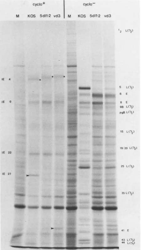 TABLE 1. Growth of KOS, vd3, and 5dl 1.2 in Vero andICP27-transformed cells