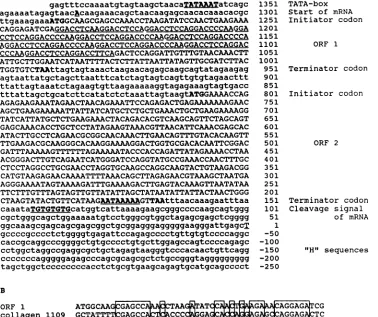 FIG. 5.GenBankunderlined.consensus1), Nucleotide sequence of the mRNA coding region. (A) Nucleotide sequence between nucleotides -250 and 1390