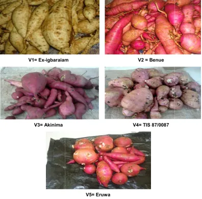 Table 2. Different sweet potato varieties yield parameters obtained Different sweet potato varieties yield parameters obtained Different sweet potato varieties yield parameters obtained  