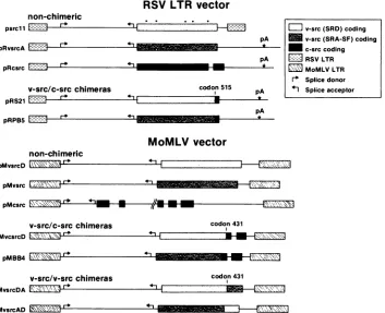 FIG. 2.chickenaminoRecombinationspRS21,pMvsrc, src expression plasmids. Only eucaryotic regions are shown