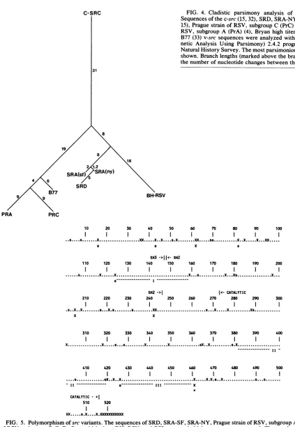 FIG. 4.theB77Naturalneticshown.RSV,Sequences15), Cladistic parsimony analysis of sevenv-srcstrains