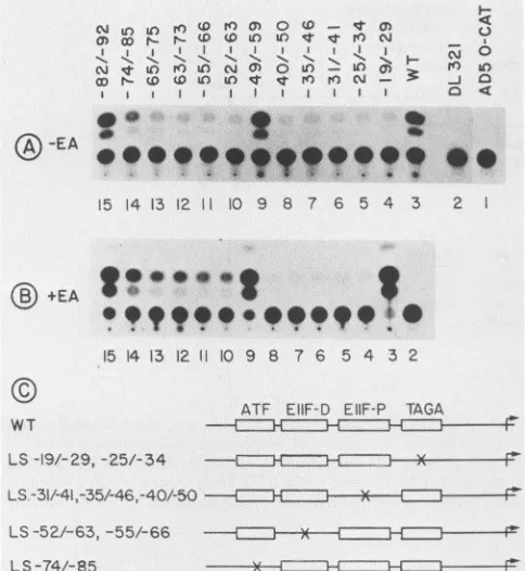 FIG. 3.O-CATearlyabsenceconstructofLSforIn1expressionwithtantsEIA-BSchematic for were EIA- EIA Expression of the WT and the LS derivatives of the ElI promoter in the context of the viral chromosome in the or presence of EIA gene products