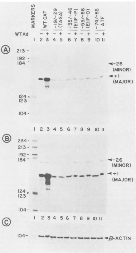 Table 1 shows a comparison of promoter activities of variousmutants for basal and virus-induced transcription