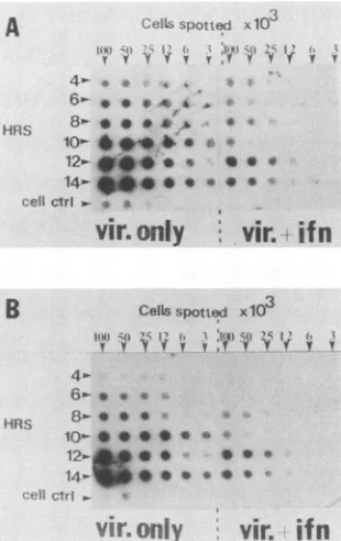 FIG. 2.werewere(19).WISH Detection of HSV-1 RNA transcripts in IFN--y-treated cells. Cells were treated with IFN--y and infected, and cells harvested as described in the legend to Fig