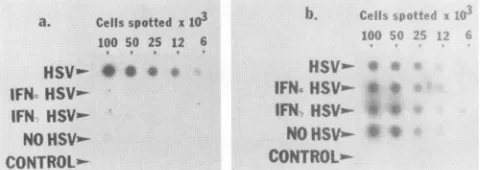 FIG. 5.pIECATAfterpIEllOCATfixedpIECATsamplessamples Dot-blot hybridization of WISH cells transfected with and activated with HSV-1