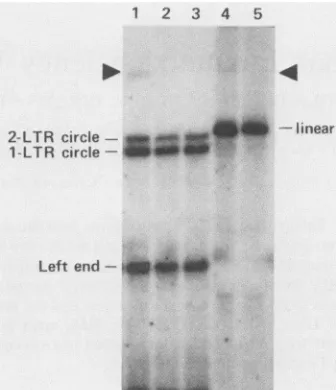 FIG.1.tionsdescribedinmixture;exceptthroughandincubationdigestedLanes:DNAblottingtheprovirus.thefragmentprobetwo-LTRNcolrepresentingintegrationsequences place Detection of HIV integration in vitro