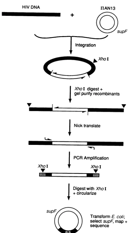 FIG. 3.flankingThe648,DNAdepictedunintegratedputativeHIVspond Structure of the junctions between 7rAN13 DNA and proviruses integrated in vitro