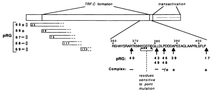 FIG. 7.theirrequiredproteinsmutantincapable Linear map of the primary sequence of Vmw65 showing the acidic region required for transcription activation and the regions for formation of TRF.C