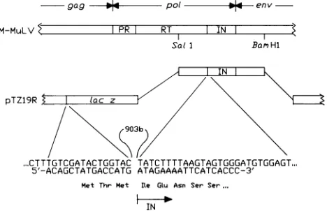 FIG.1.Thedomainindicated.codingbasesdirectedreversepTZ19R2.8-kilobasesequenceM-MuLV Cloning of the M-MuLV IN protein coding domain