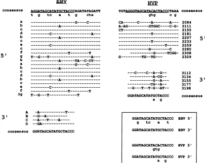 TABLE 2. Quantitation of enhancement of CAT expressionin different cell lines