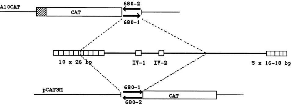 FIG. 4.orientationsorientationspositionin the Plasmid constructions containing a portion of the HVP repeat motif