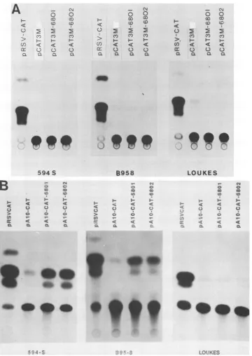 FIG. 5.pCAT3M680-2pA1OCAT-680-2of the HVP enhancer function shown through CAT expression in different cell lines