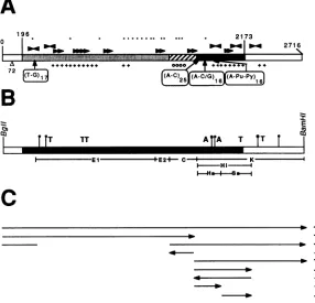 FIG. 2.TheextendingisA(9no11sitessegments missing is matches to Organization and sequence features of the pV4 late region