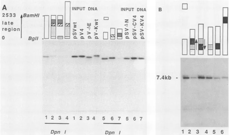 FIG. 3.4,fragmentsbyfragment;of5,isolated,during25%;hybridizationwasSalI.DNAshading pSV-HaV4; 100%; each Replication of SV40 plasmid DNA bearing different parts of the pV4 cellular sequence