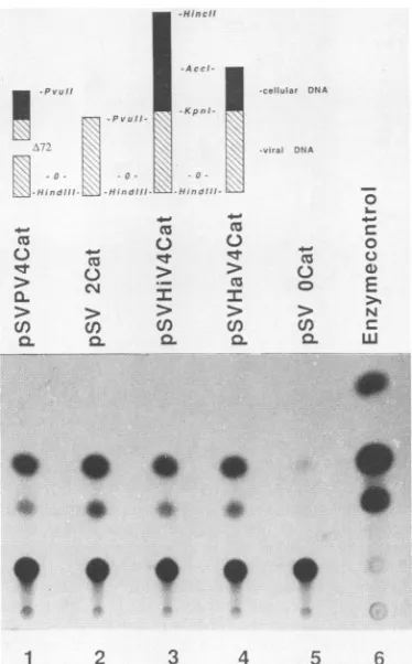 FIG. 4.entirelinkedisperformedautoradiographyproducts depicted CAT activity of constructs containing cellular sequences to the SV40 early promoter