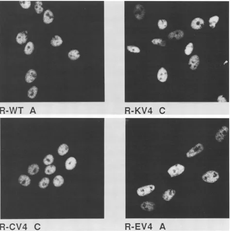 FIG. 5.afterSall-Clal-linearized Transformation of Rat2 cells by SV40 DNA carrying mouse DNA sequencesincis