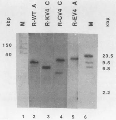 FIG. 6.electrophoresis,atoutusingProtein the Immunoblots of protein extracts from rat cell lines transformed by SV40 DNA with and without pV4 mouse DNA in cis