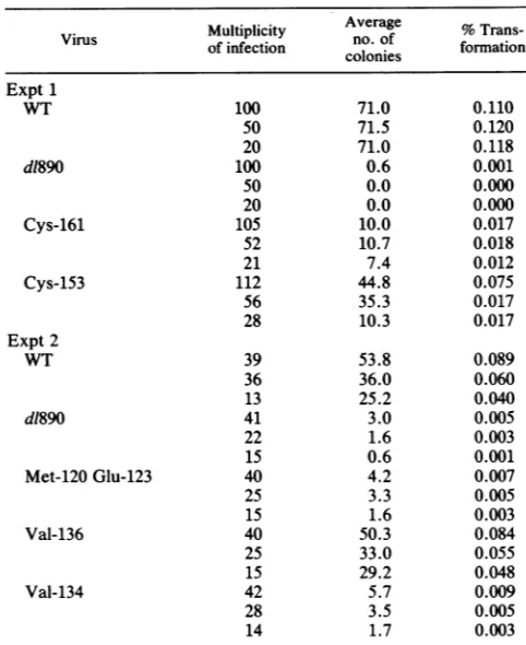 FIG. 3.cellslegendMet-120 Stability of small-t antigens produced by d1890 and Glu-123
